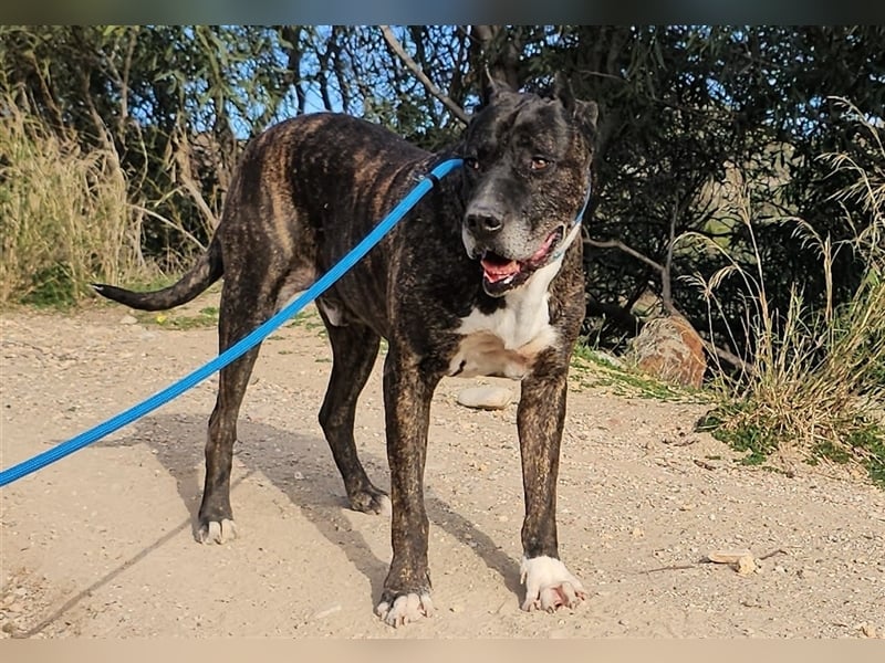 Torete - der eher gemütliche Typ Hund