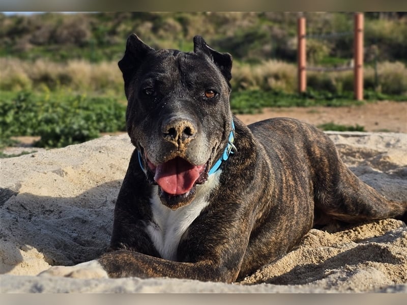 Torete - der eher gemütliche Typ Hund