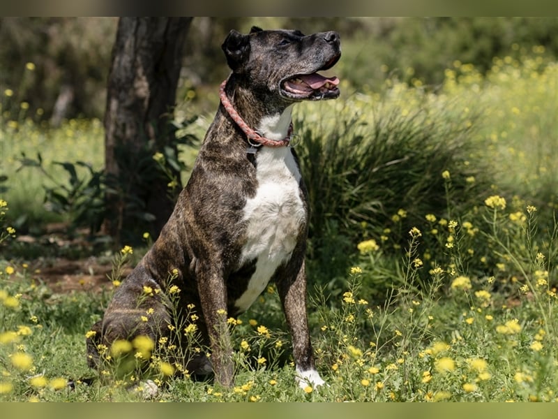 Torete - der eher gemütliche Typ Hund