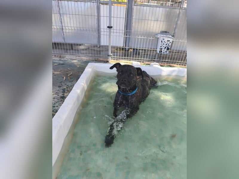 Tana (Spanien) – abenteuerlustige Hündin sucht starken Menschen