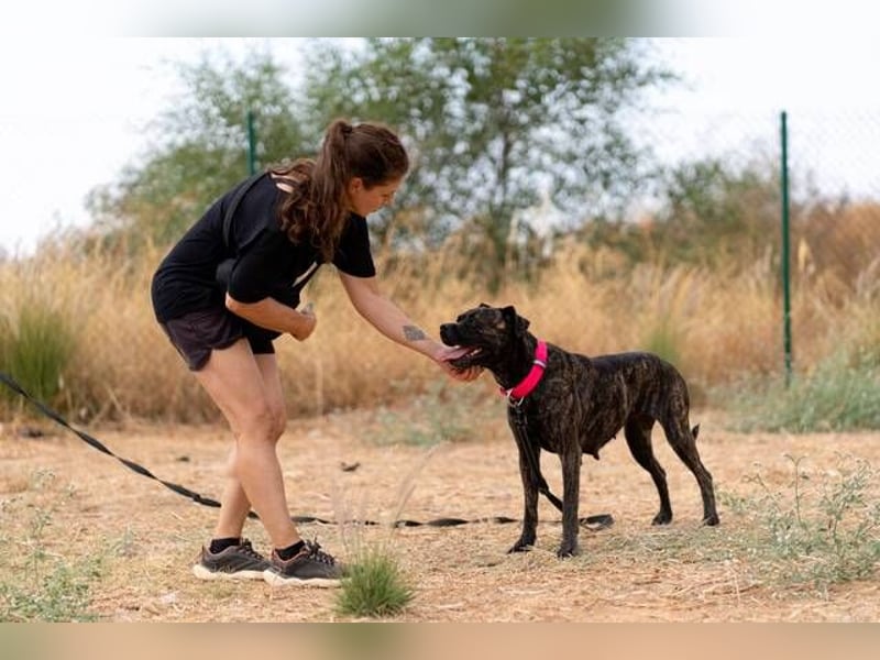 Tana (Spanien) – abenteuerlustige Hündin sucht starken Menschen