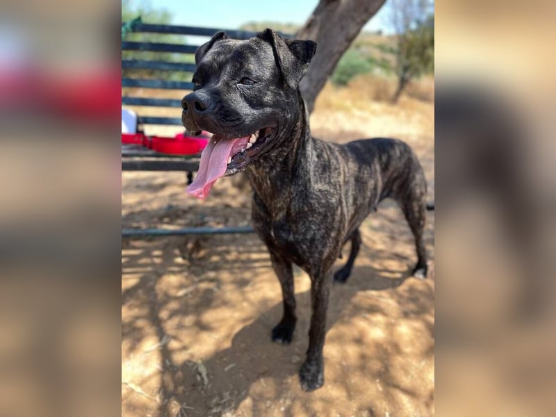 Tana (Spanien) – abenteuerlustige Hündin sucht starken Menschen