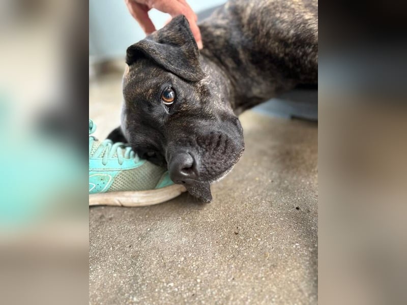 Tana (Spanien) – abenteuerlustige Hündin sucht starken Menschen