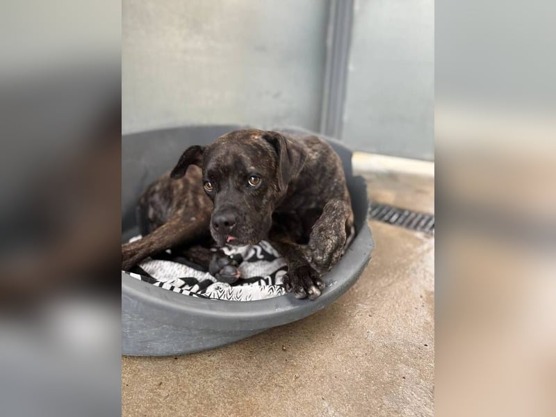 Tana (Spanien) – abenteuerlustige Hündin sucht starken Menschen