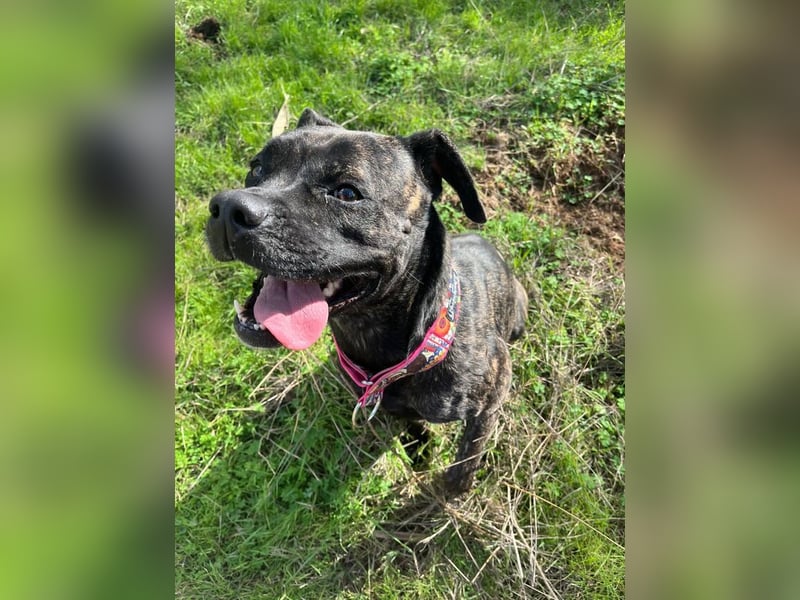 Tana (Spanien) – abenteuerlustige Hündin sucht starken Menschen