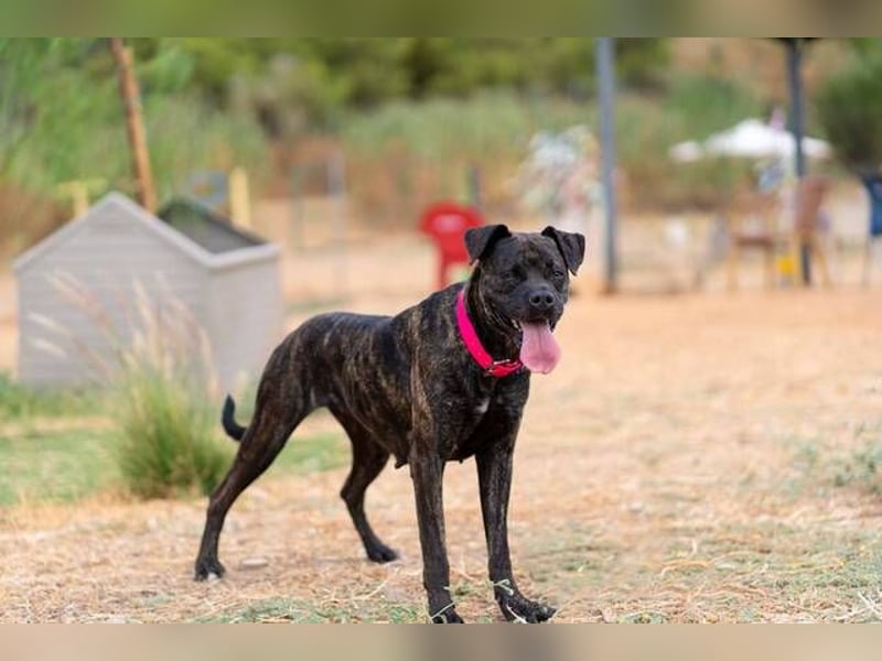 Tana (Spanien) – abenteuerlustige Hündin sucht starken Menschen