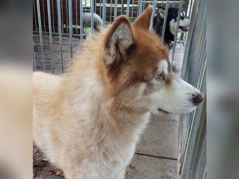 Alaskan Malamute Rüde Alaskan Malamute Rüde