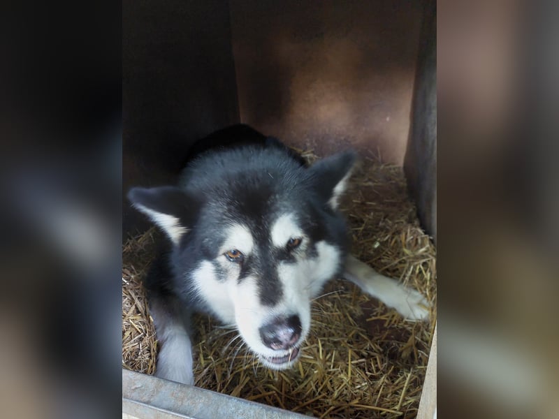 Alaskan Malamute Hündin Alaskan Malamute Hündin