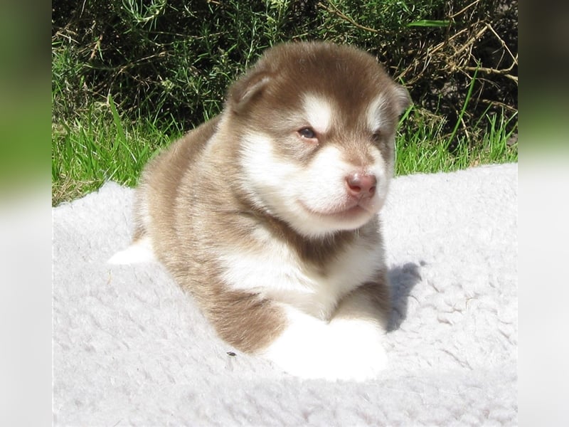 Alaskan Malamute Welpen