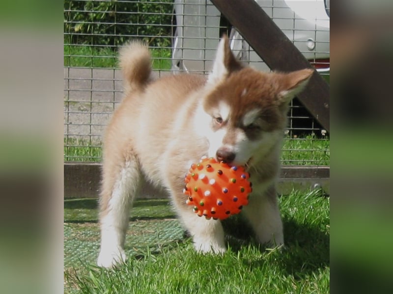 Alaskan Malamute Welpen