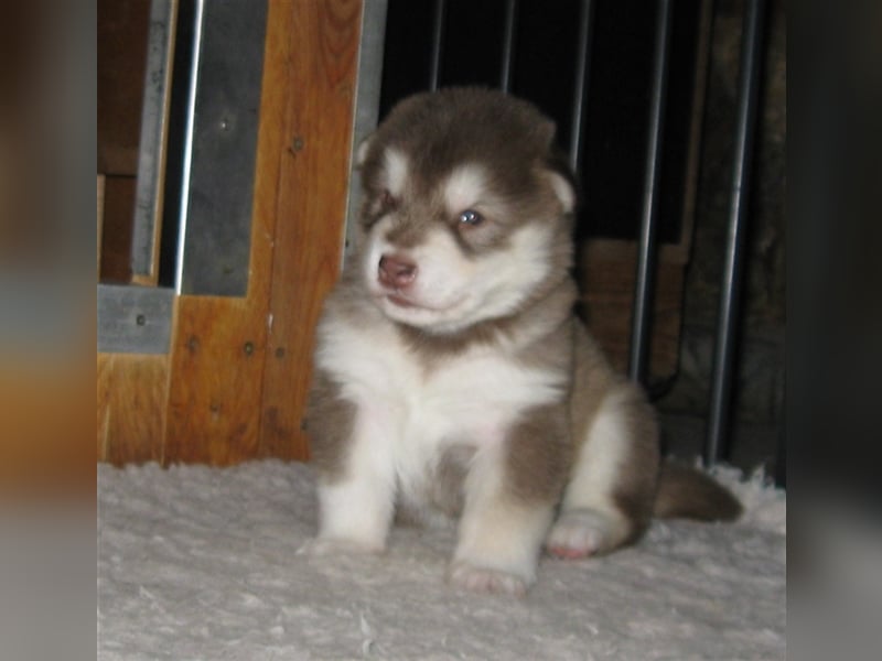 Alaskan Malamute Welpen