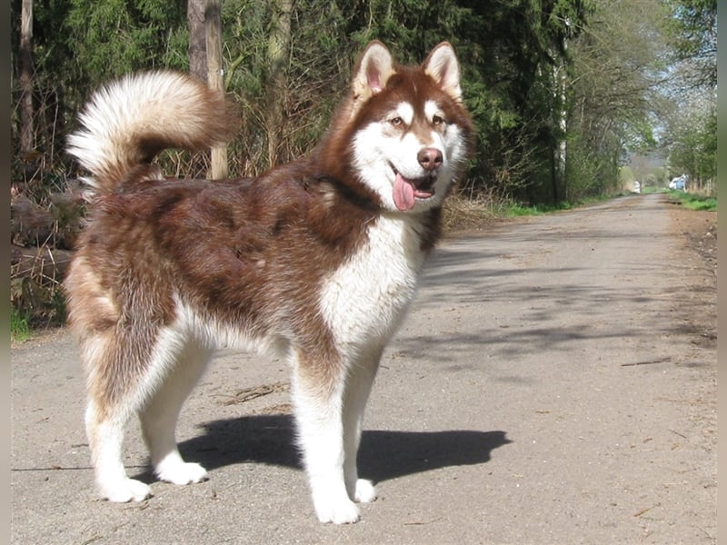 Alaskan Malamute Welpen