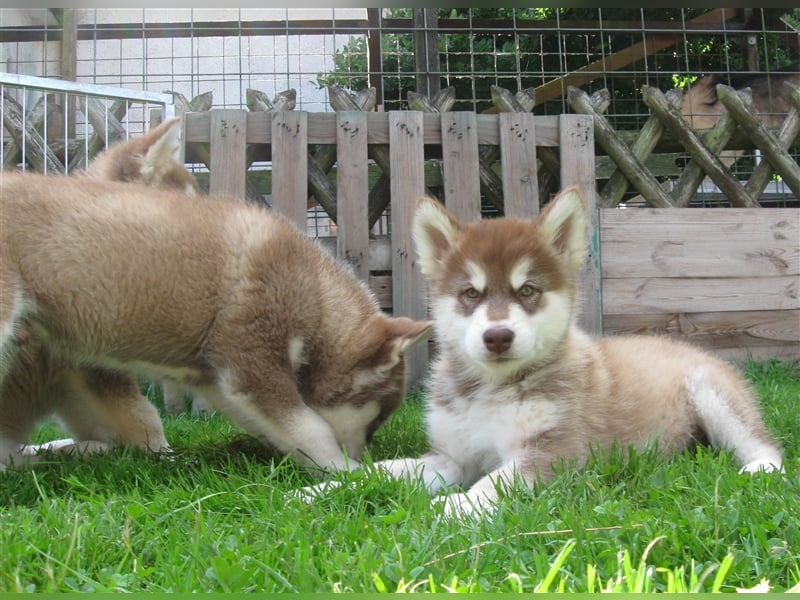 Alaskan Malamute Welpen