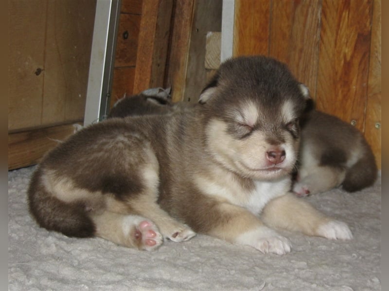 Alaskan Malamute Welpen