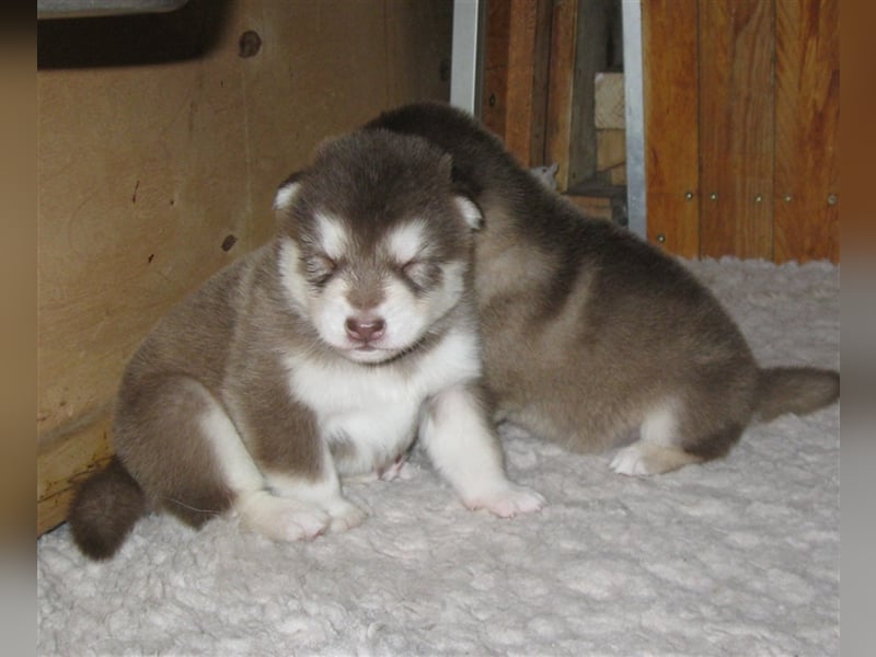 Alaskan Malamute Welpen