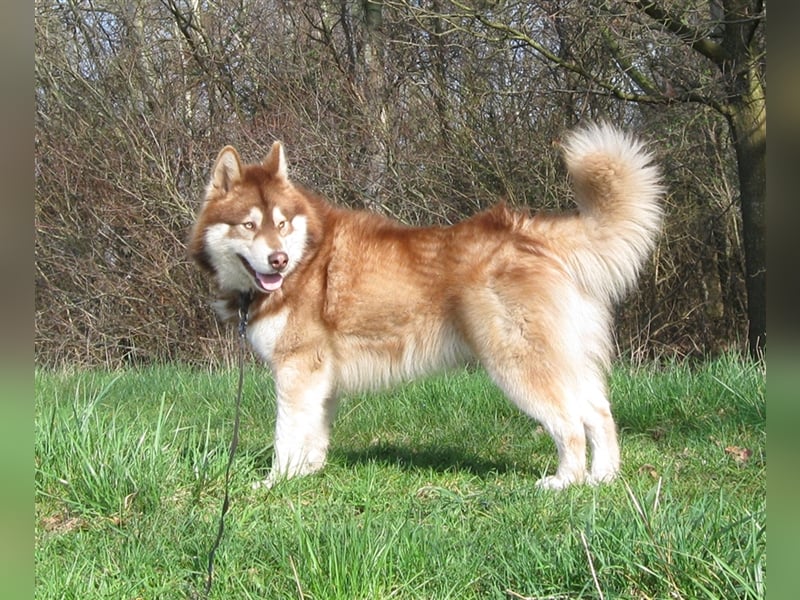 Alaskan Malamute Welpen