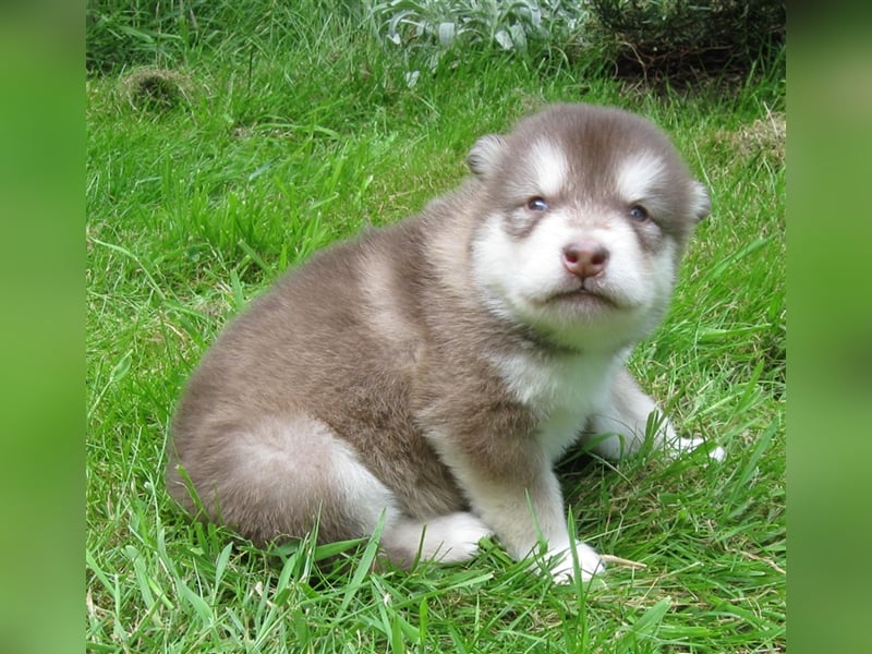 Alaskan Malamute Welpen