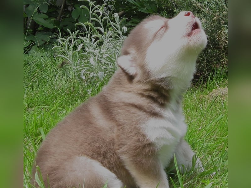 Alaskan Malamute Welpen