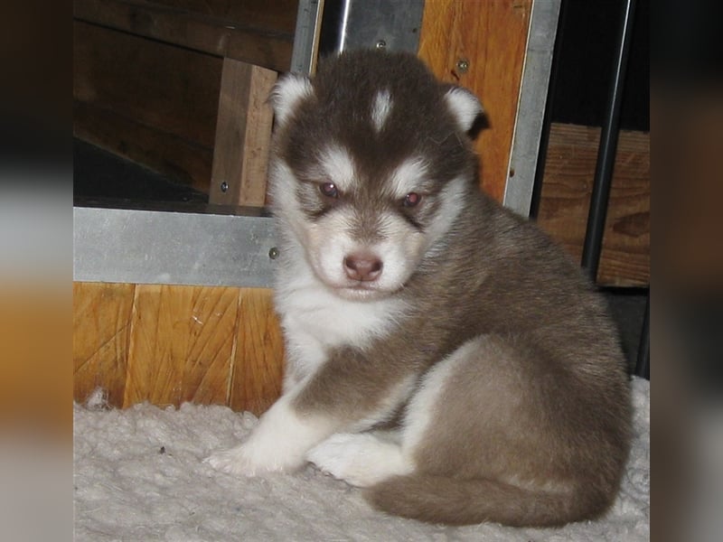 Alaskan Malamute Welpen