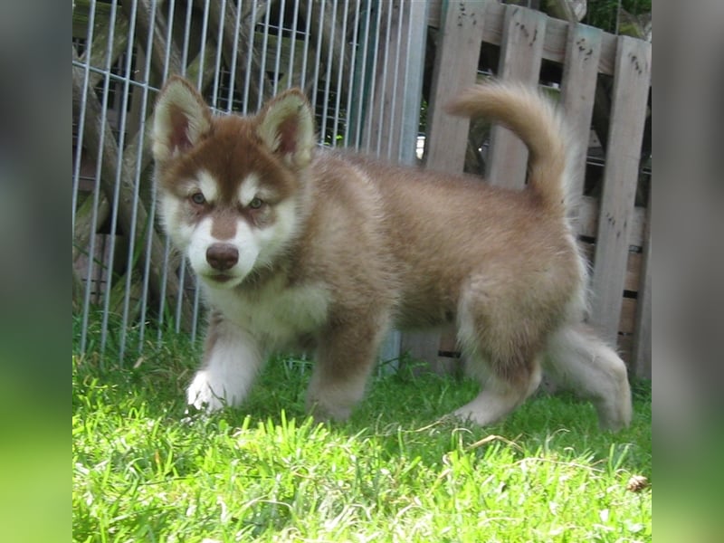 Alaskan Malamute Welpen