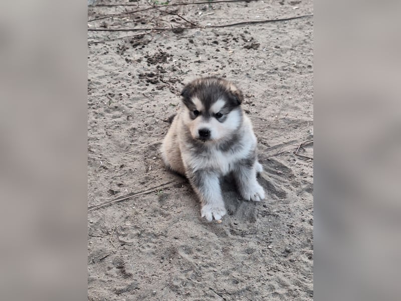 Welpen Alaska Malamute- Husky Mix