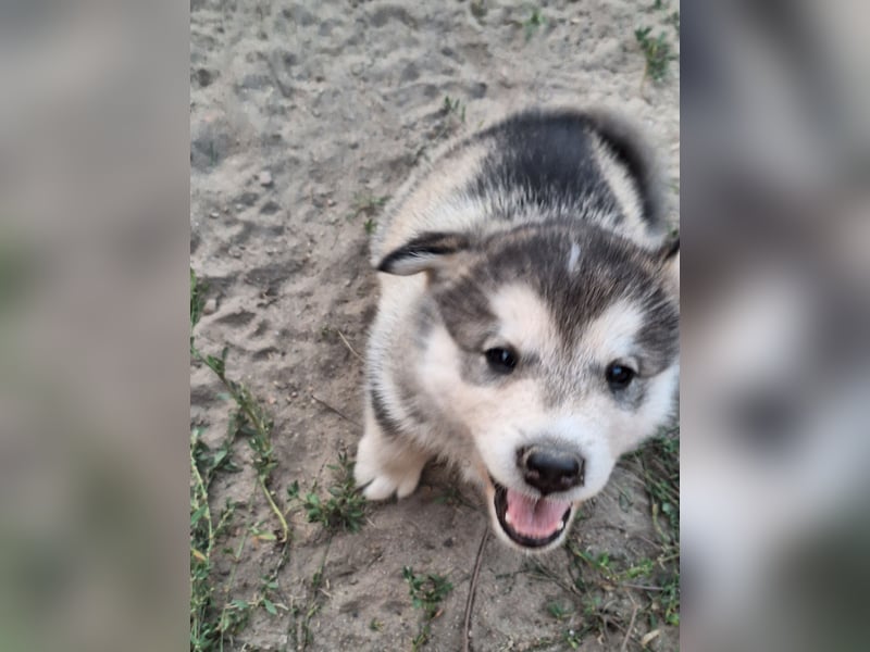 Welpen Alaska Malamute- Husky Mix