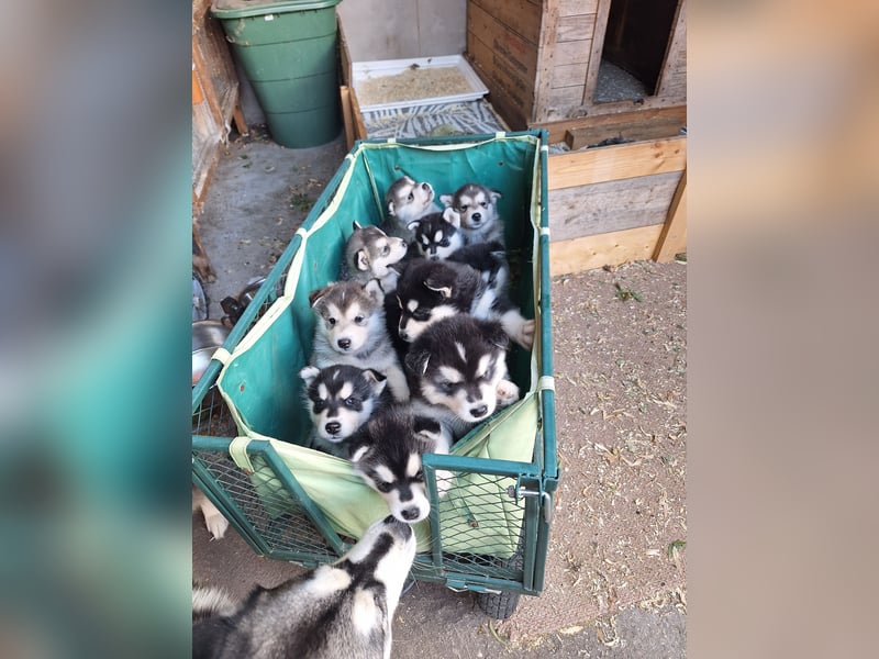 Welpen Alaska Malamute- Husky Mix