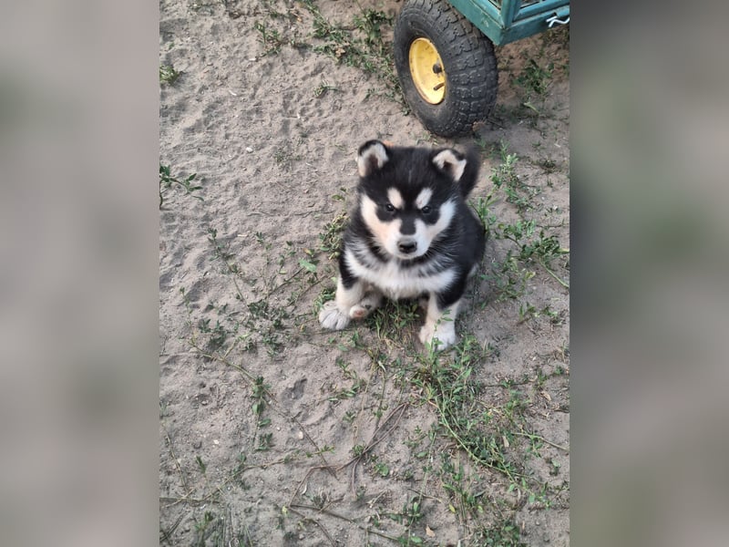 Welpen Alaska Malamute- Husky Mix