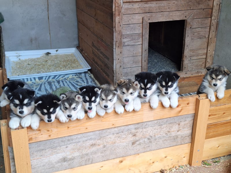 Welpen Alaska Malamute- Husky Mix