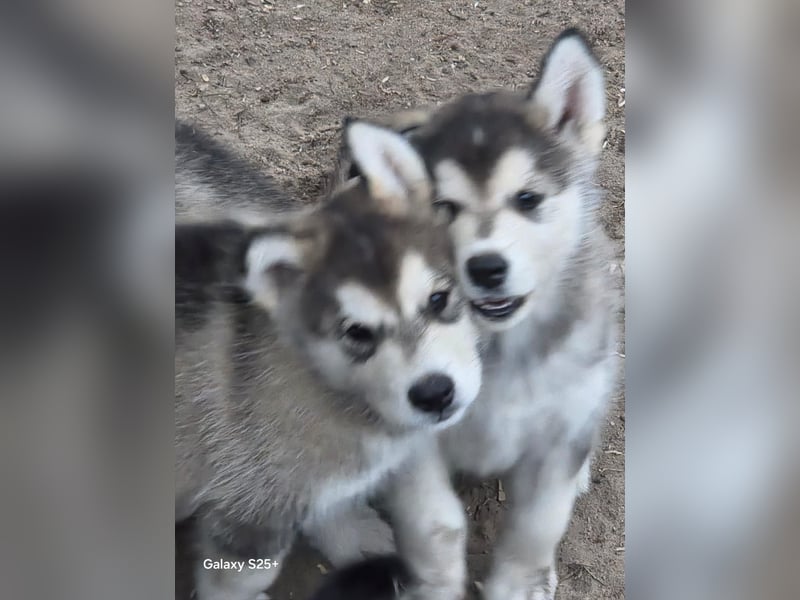 Welpen Alaska Malamute- Husky Mix
