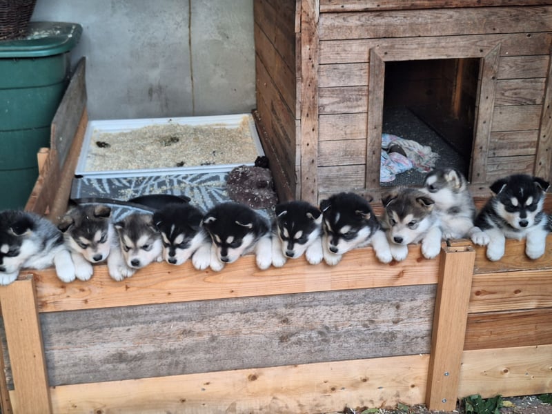 Welpen Alaska Malamute- Husky Mix