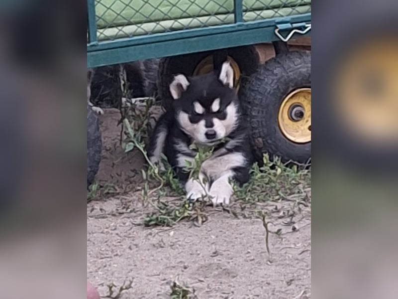 Welpen Alaska Malamute- Husky Mix