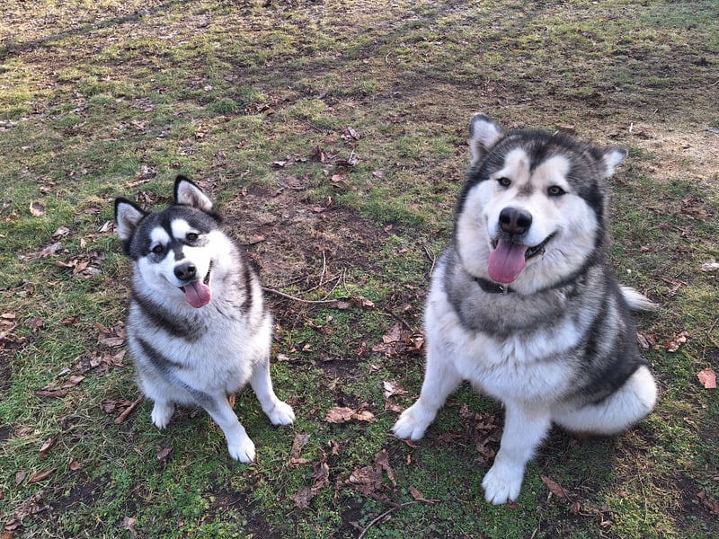 Welpen Alaska Malamute- Husky Mix