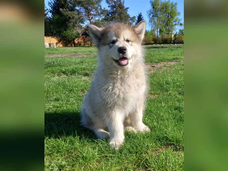 Alaskan Malamute Wurf D