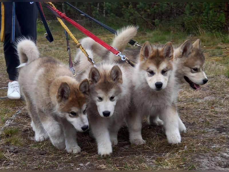 Alaskan Malamute Wurf D