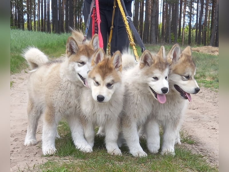 Alaskan Malamute Wurf D