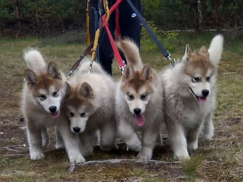 Alaskan Malamute Wurf D