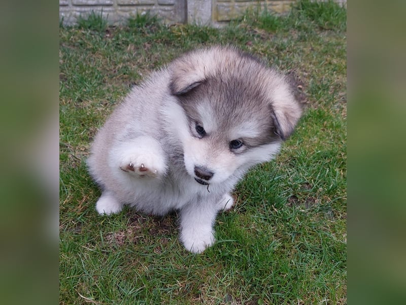 Alaskan Malamute Wurf D