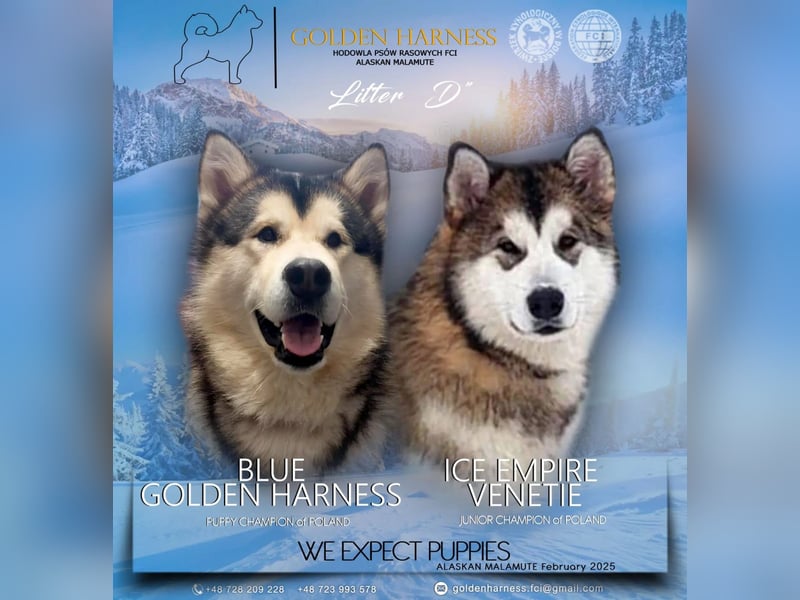 Alaskan Malamute Wurf D