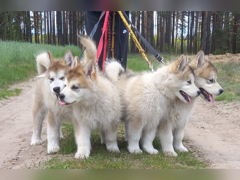 Alaskan Malamute Wurf D
