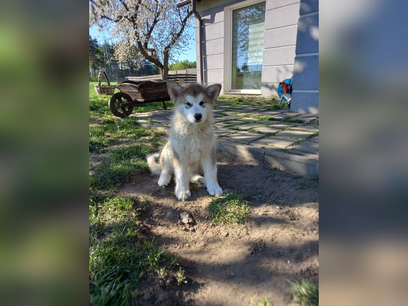 Alaskan Malamute Wurf D