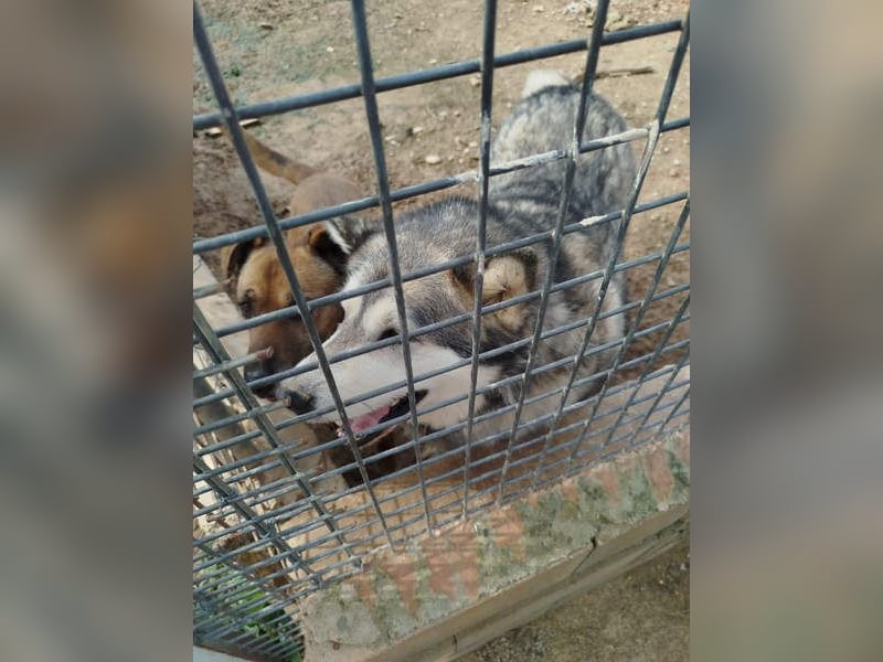 LUFFI-Besitzer erkrankt, deshalb sucht dieser freundliche Bub neue, liebevolle Für-immer-Familie