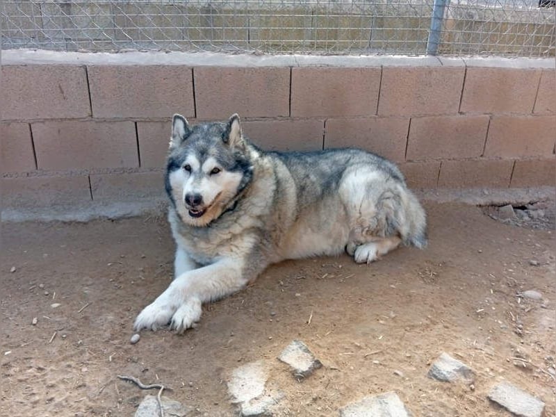 LUFFI-Besitzer erkrankt, deshalb sucht dieser freundliche Bub neue, liebevolle Für-immer-Familie