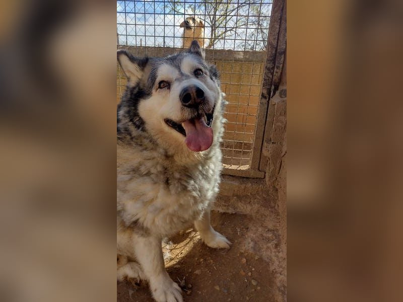 LUFFI-Besitzer erkrankt, deshalb sucht dieser freundliche Bub neue, liebevolle Für-immer-Familie