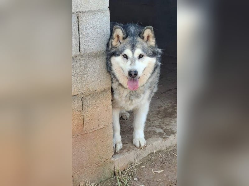 LUFFI-Besitzer erkrankt, deshalb sucht dieser freundliche Bub neue, liebevolle Für-immer-Familie