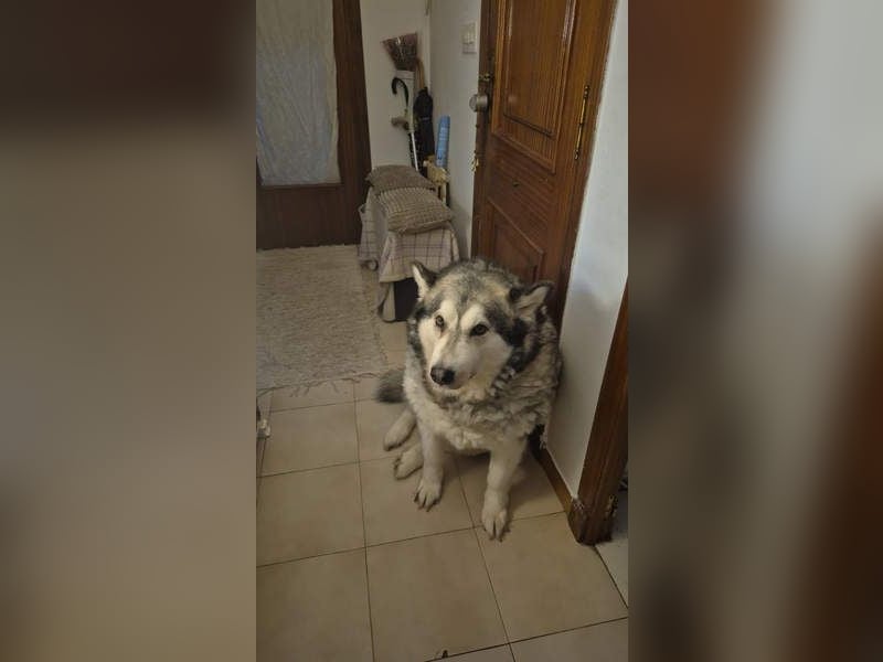 LUFFI-Besitzer erkrankt, deshalb sucht dieser freundliche Bub neue, liebevolle Für-immer-Familie