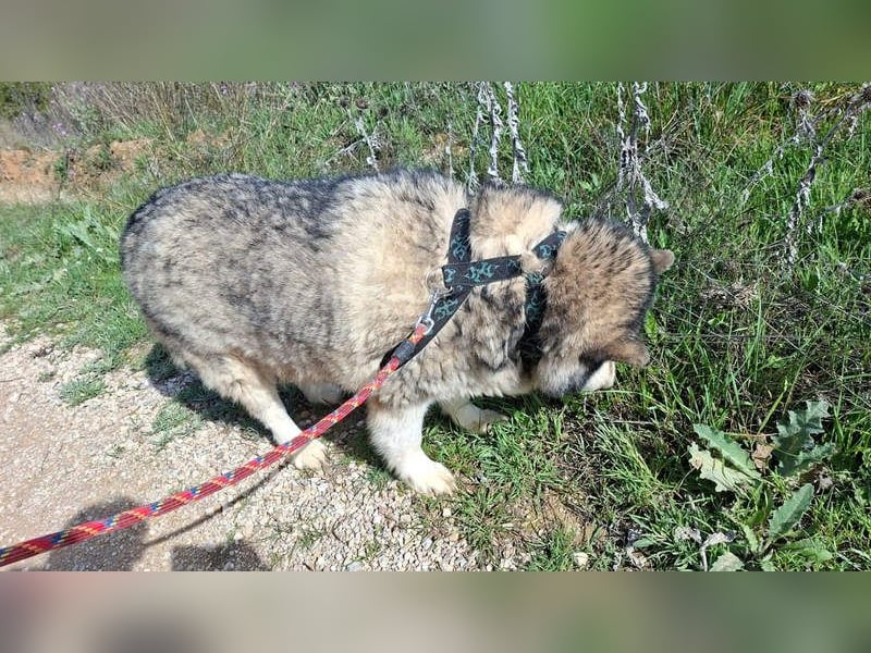 LUFFI-Besitzer erkrankt, deshalb sucht dieser freundliche Bub neue, liebevolle Für-immer-Familie