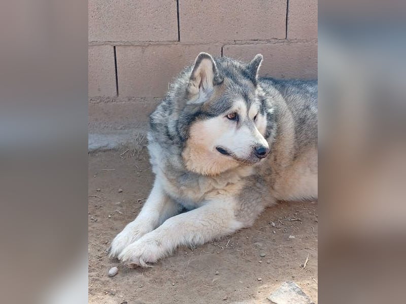 LUFFI-Besitzer erkrankt, deshalb sucht dieser freundliche Bub neue, liebevolle Für-immer-Familie