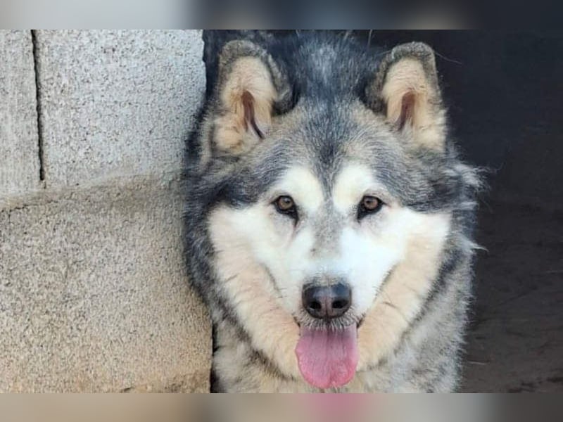 LUFFI-Besitzer erkrankt, deshalb sucht dieser freundliche Bub neue, liebevolle Für-immer-Familie