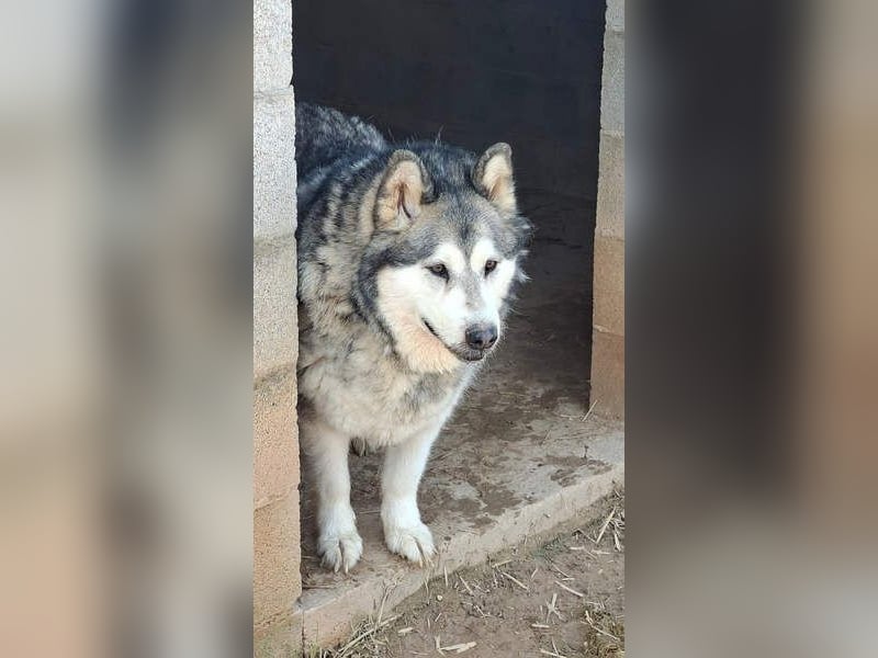 LUFFI-Besitzer erkrankt, deshalb sucht dieser freundliche Bub neue, liebevolle Für-immer-Familie